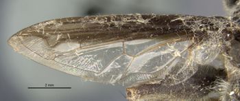 Media type: image;   Entomology 22223 Aspect: front wing